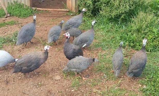 Mature Guineafowls - main view