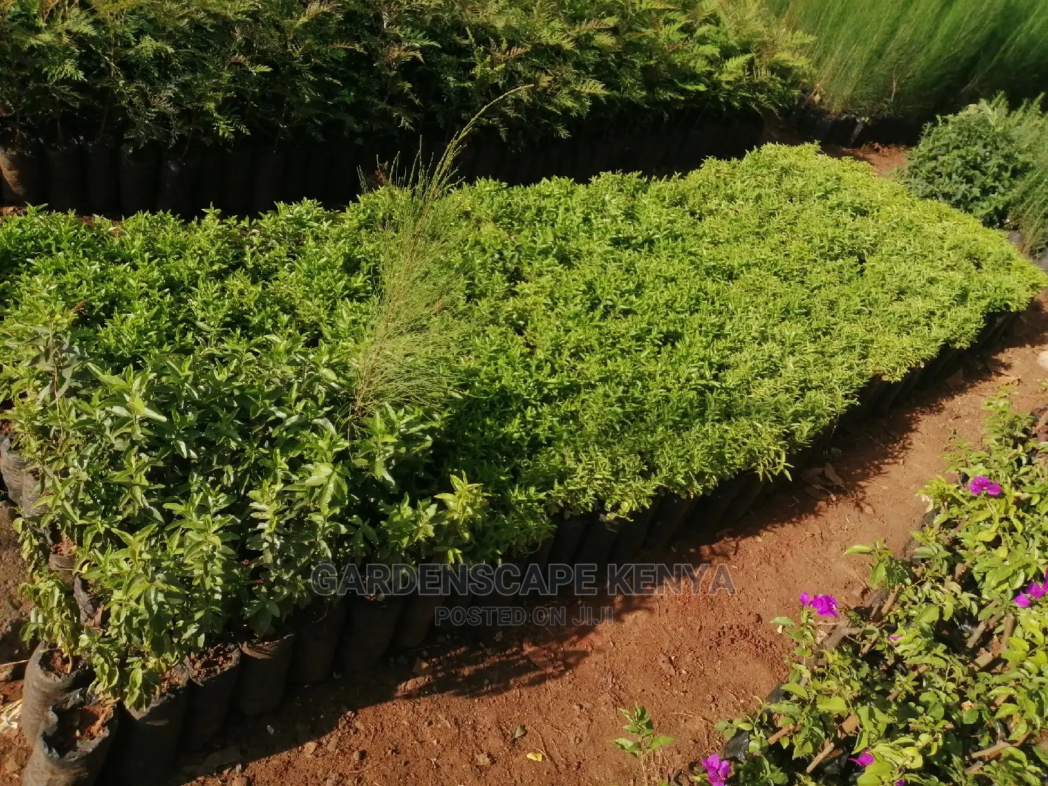 Kei Apple Seeds Seedlings.
