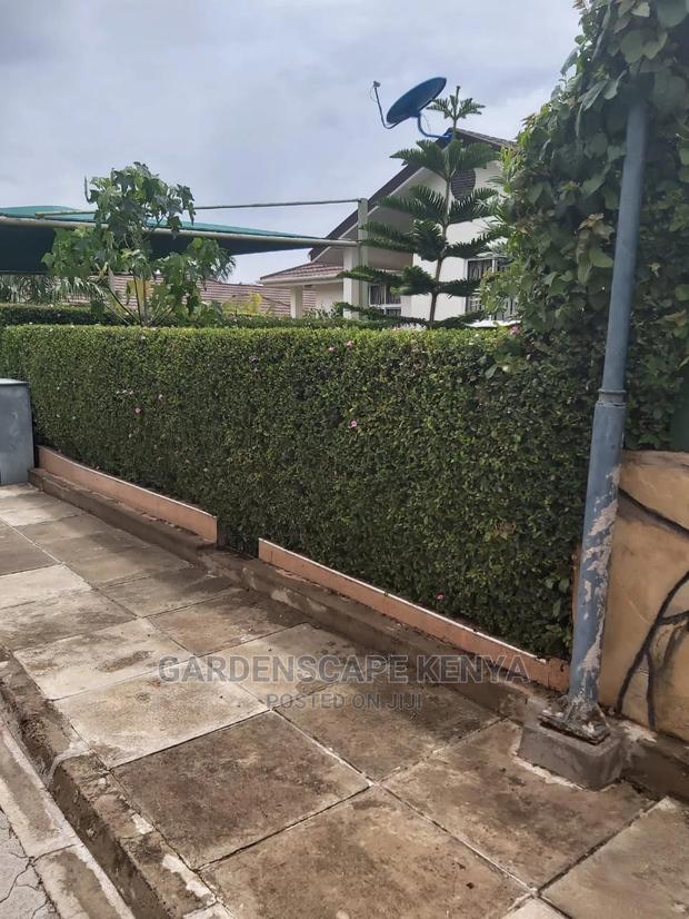 Kei Apple Seeds & Seedlings. - thumbnail 2