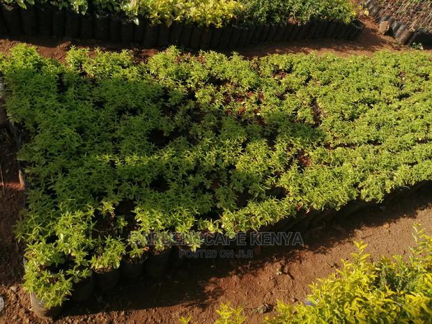 Kei Apple Seeds & Seedlings. - thumbnail 3