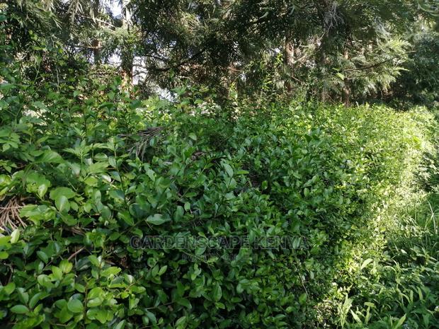 Kei Apple Seeds & Seedlings. - thumbnail 5