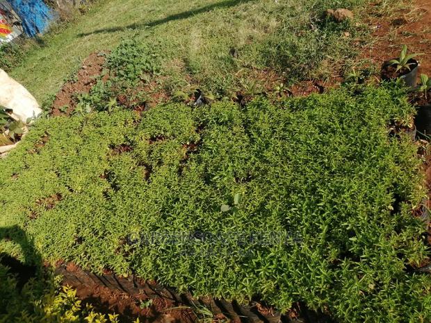 Kei Apple Seeds & Seedlings. - thumbnail 4