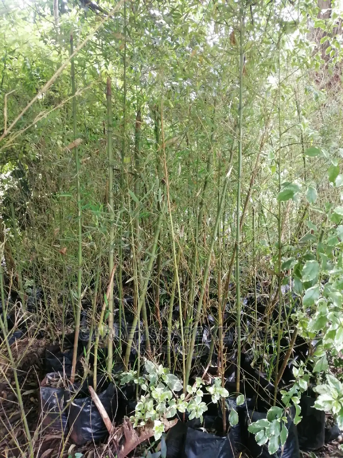 Tall Bamboos Trees for Sale