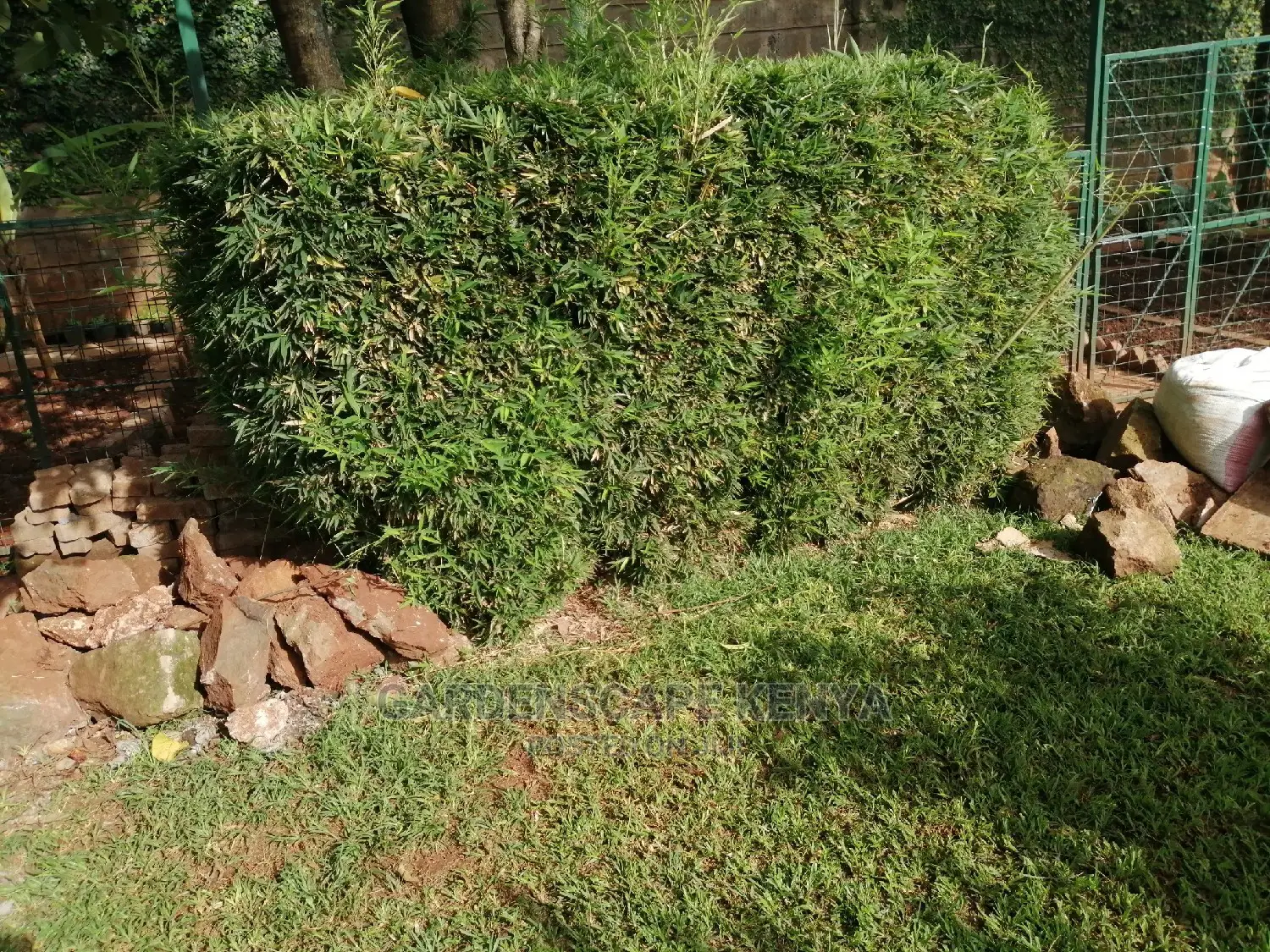 Tall Bamboos Trees for Sale