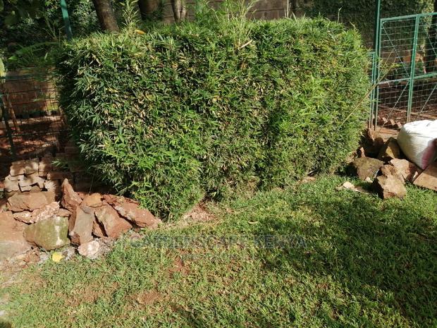 Tall Bamboos Trees for Sale - thumbnail 7