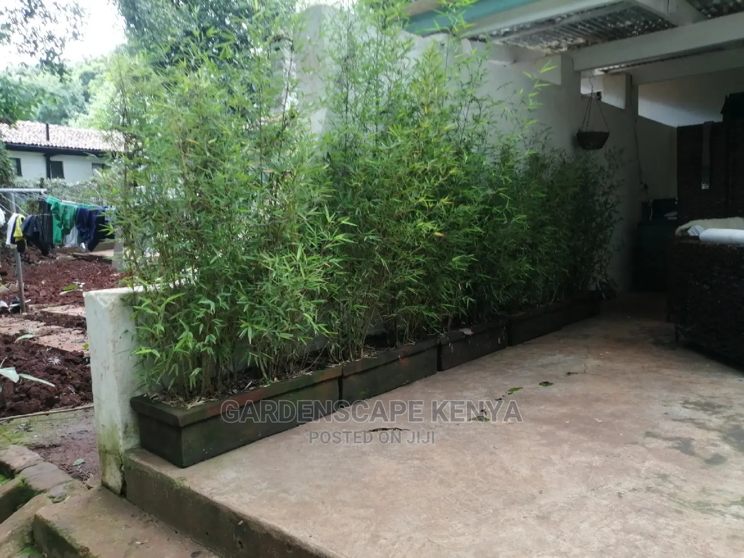 Tall Bamboos Trees for Sale