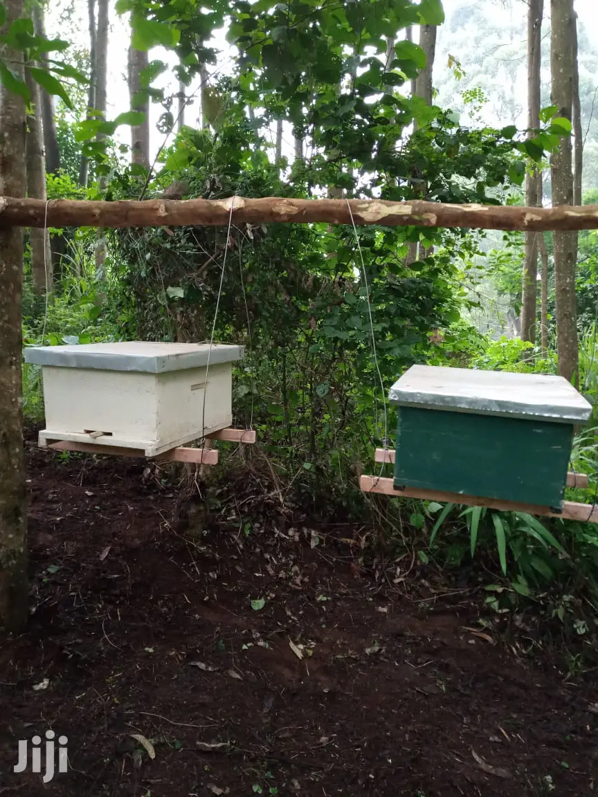 Beehives for Profit Making Investment