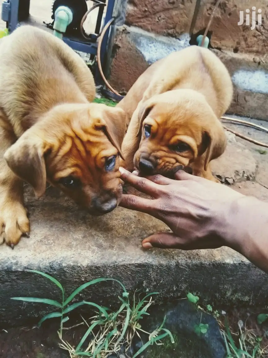 Young Female Purebred Boerboel