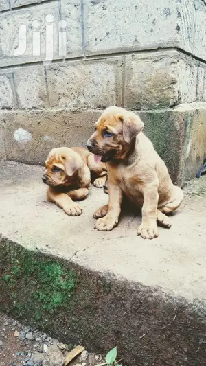 Young Female Purebred Boerboel
