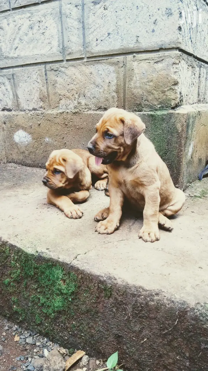 Young Female Purebred Boerboel