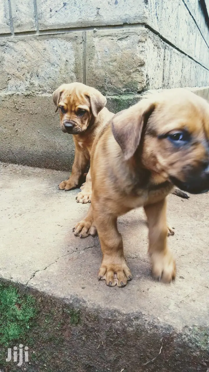 Young Female Purebred Boerboel