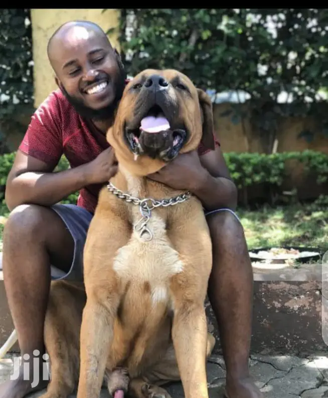 Young Female Purebred Boerboel