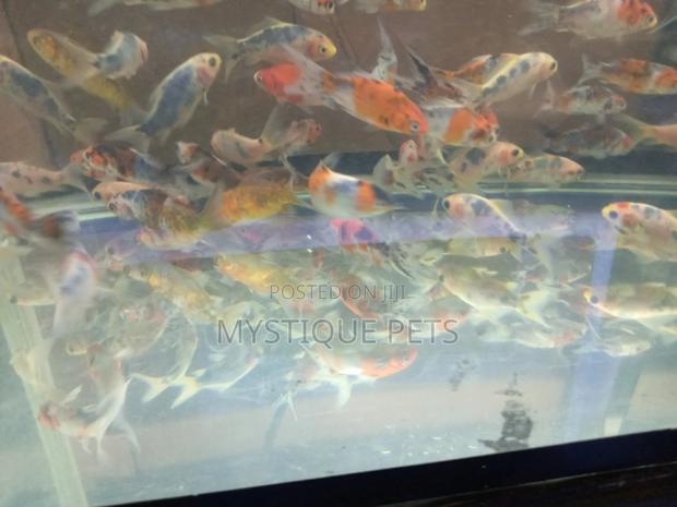 Ornamental Fish - thumbnail 3