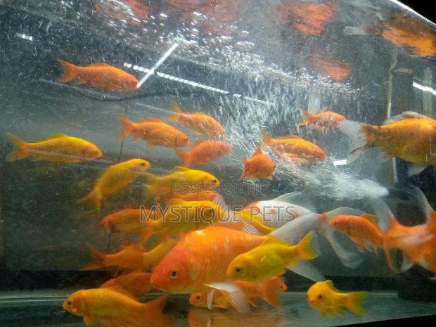 Ornamental Fish - main view