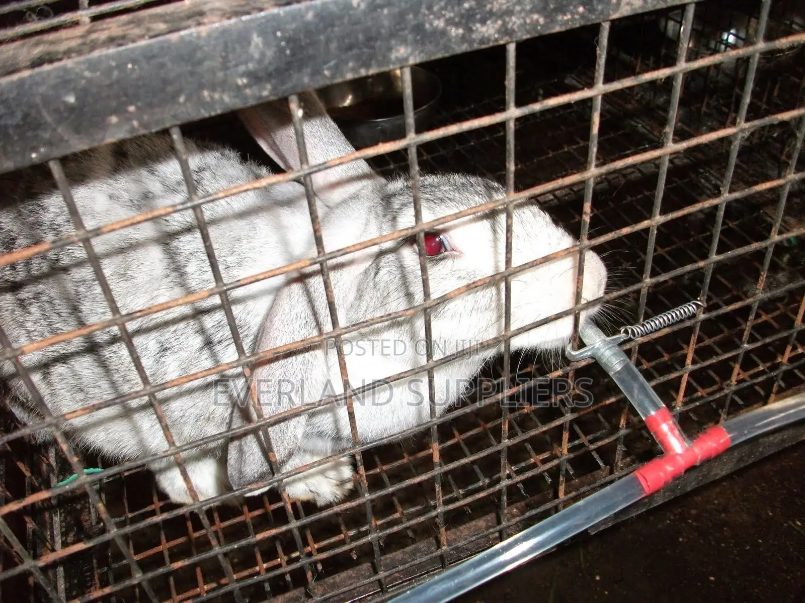 Rabbit Nipple