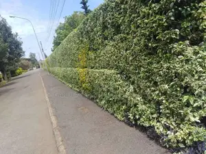 Hedges For Fencing Eg Kei Apple Seedlings.