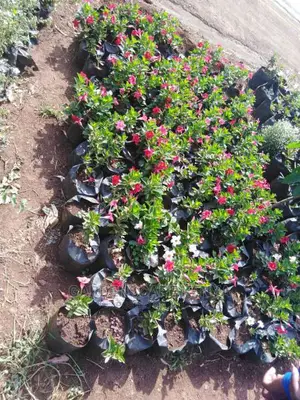 Hedges For Fencing Eg Kei Apple Seedlings.