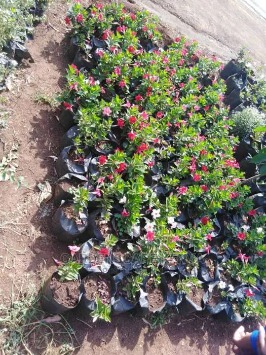 Hedges For Fencing Eg Kei Apple Seedlings.