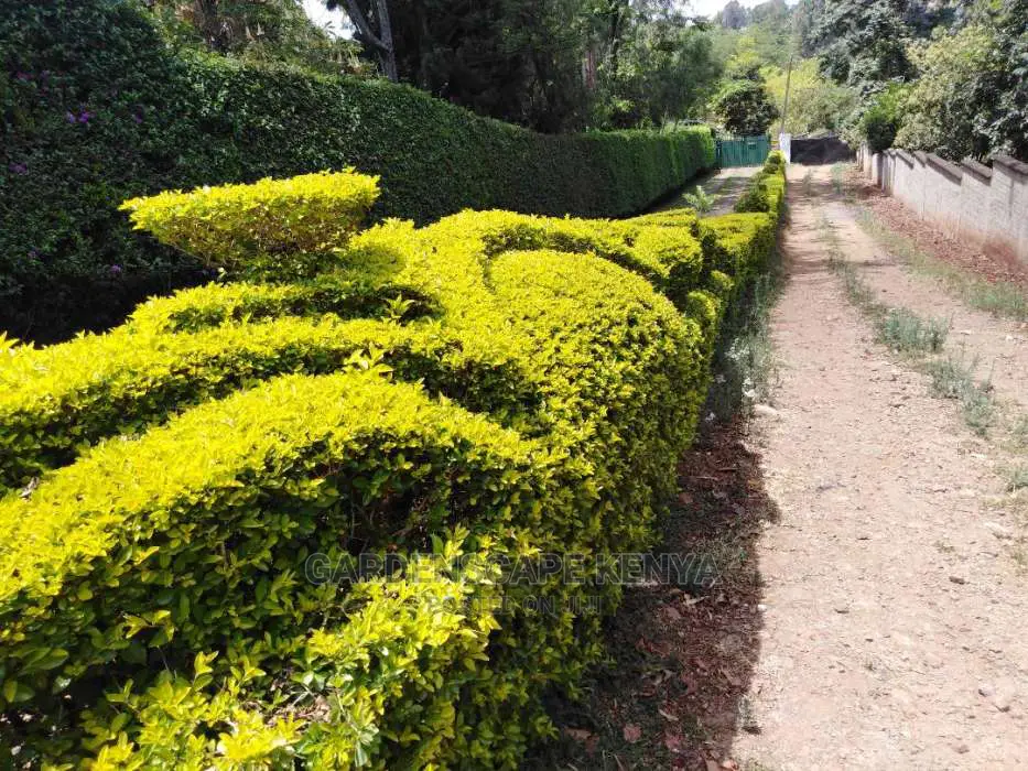 Hedges For Fencing Eg Kei Apple Seedlings.