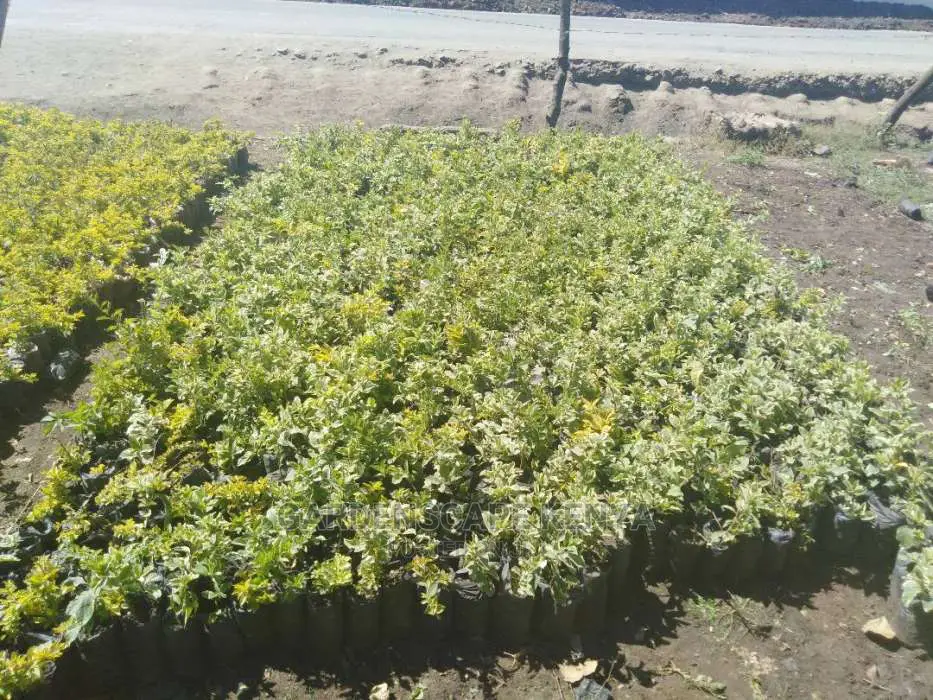 Hedges For Fencing Eg Kei Apple Seedlings.