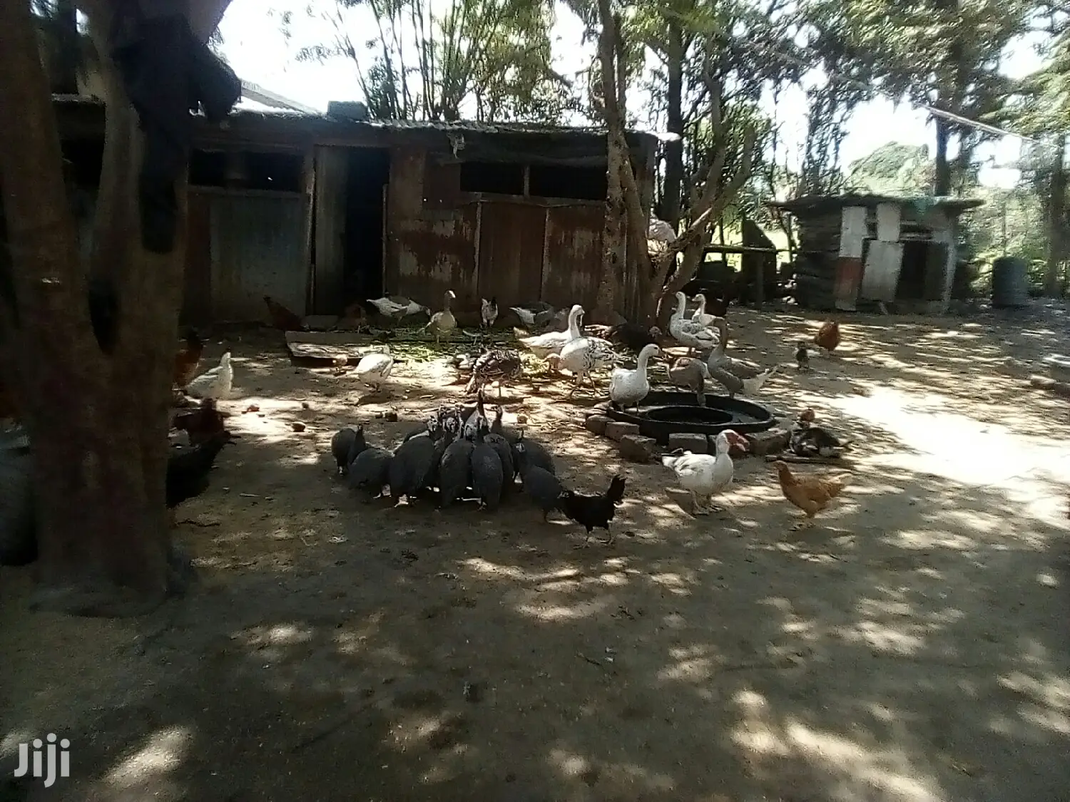 Bata Bukini (Goose) Pair