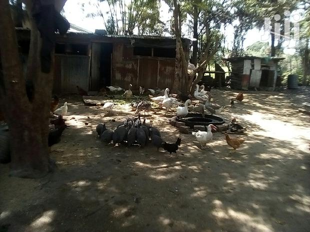 Bata Bukini (Goose) Pair - thumbnail 10