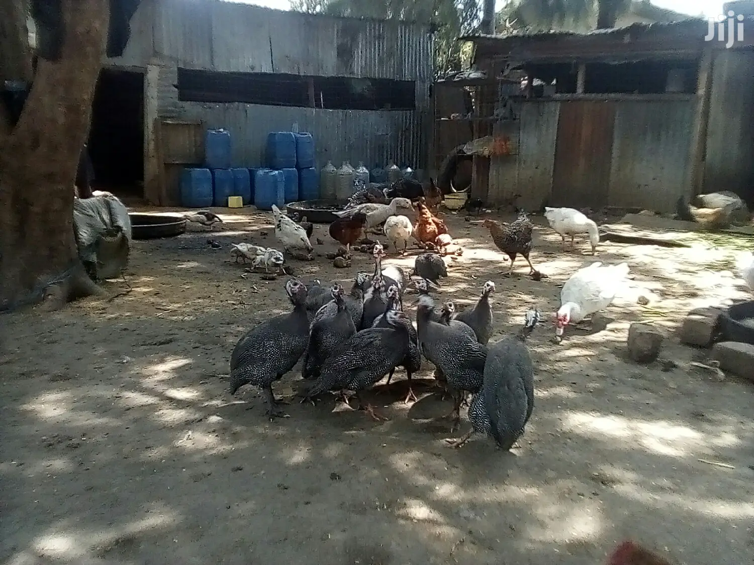 Bata Bukini (Goose) Pair