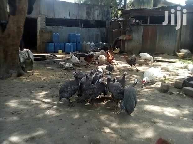 Bata Bukini (Goose) Pair - thumbnail 11