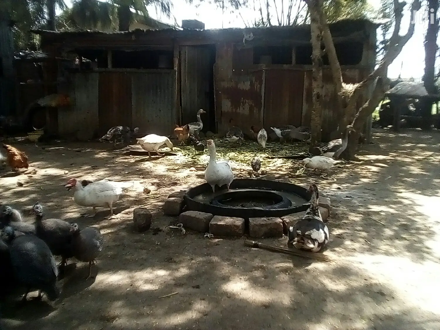 Bata Bukini (Goose) Pair