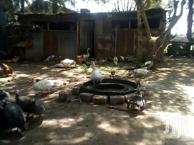 Bata Bukini (Goose) Pair - thumbnail 12