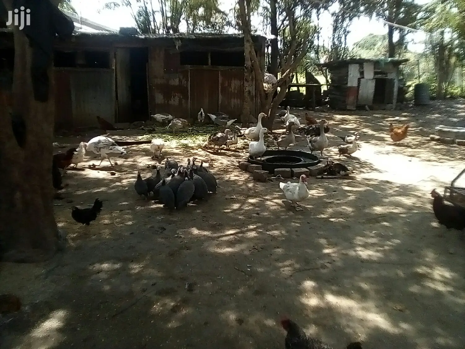Bata Bukini (Goose) Pair