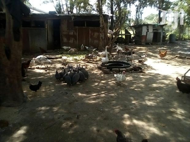 Bata Bukini (Goose) Pair - thumbnail 13