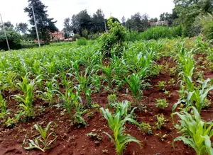 Land in New Kitisuru