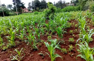 Land in New Kitisuru