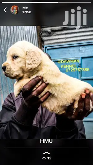 Baby Female Purebred Golden Retriever