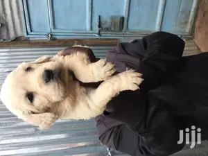 Baby Female Purebred Golden Retriever