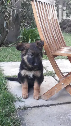 Baby Female Purebred German Shepherd