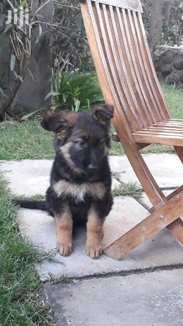 Baby Female Purebred German Shepherd - main view