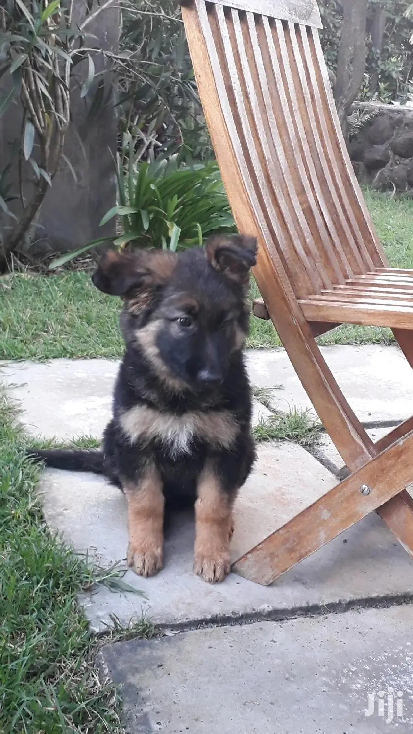 Baby Female Purebred German Shepherd