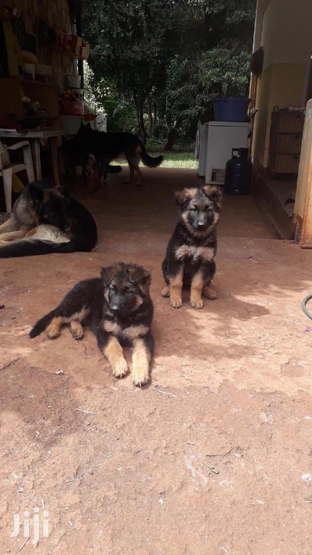 Baby Female Purebred German Shepherd - thumbnail 3